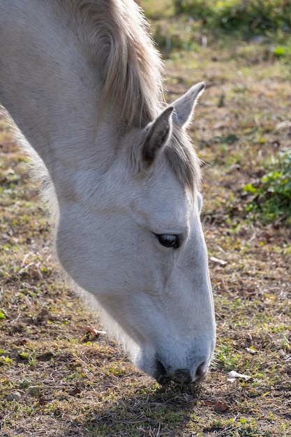 Detalle de un caballo blanco comiendo en la granja