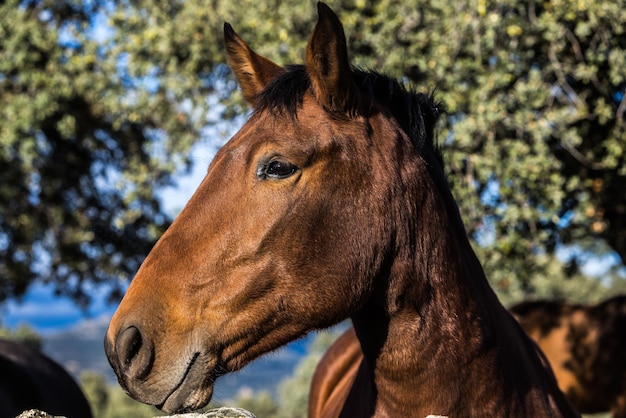 Detalle de la cabeza de un caballo marrón claro que se asoma de una valla en un prado Vida silvestre ecuestre concepto de animales domésticos y mascotas