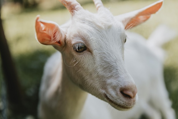 Detalle de la cabeza de una cabra de cuernos joven blanca que se coloca en el pasto