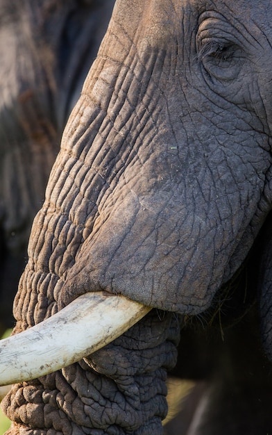 Detalle de la cabeza y un colmillo de elefante.