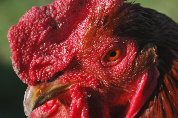 Foto detalle de la cabeza del gallo rojo