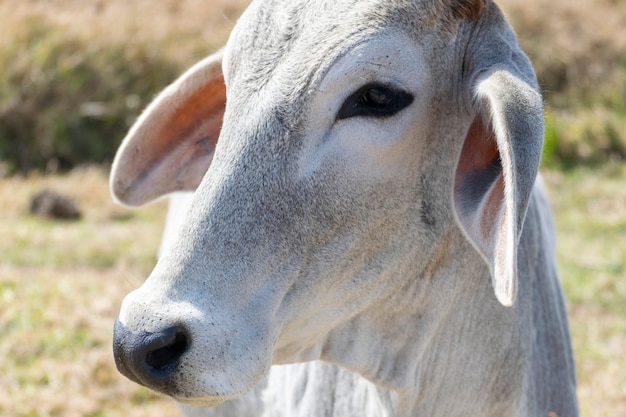 Detalle de la cabeza de ganado Nelore en la finca