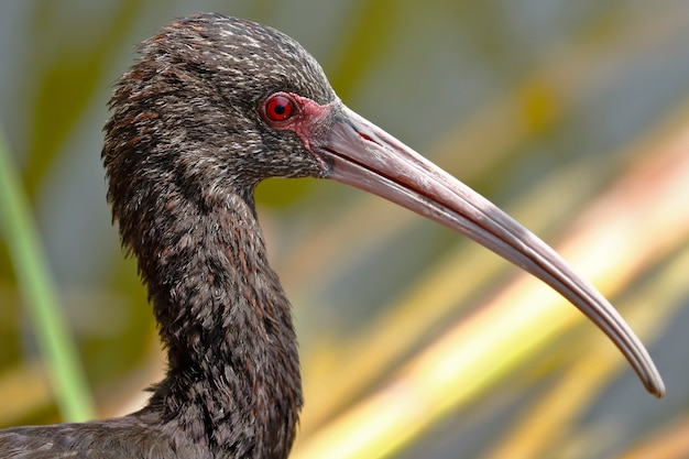 Detalle de la cabeza de un ibis, mirando a la cámara.