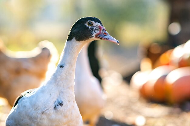 Detalle de una cabeza de pato. Los patos se alimentan del corral rural tradicional. Ciérrese para arriba de la ave acuática que se coloca en yarda del granero. Concepto de cría de aves de corral.