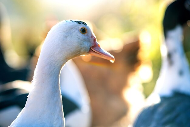 Foto detalle de una cabeza de pato los patos se alimentan en el granero rural tradicional un primer plano de un pájaro acuático de pie en el patio del granero concepto de cría de aves de corral de campo libre