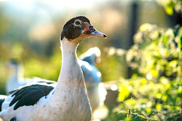 Detalle de una cabeza de pato