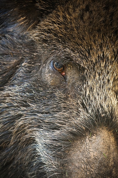 Detalle de cabeza peluda de jabalí en fotograma completo.