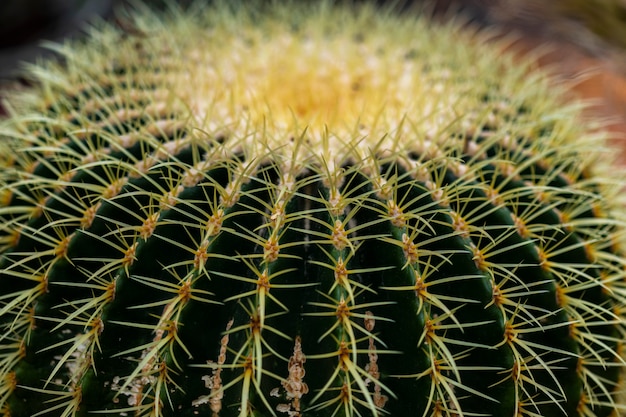 Detalle del cactus barril dorado