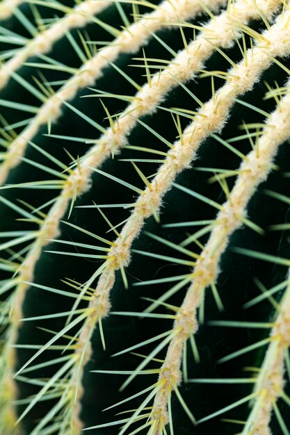 Detalle del cactus barril dorado