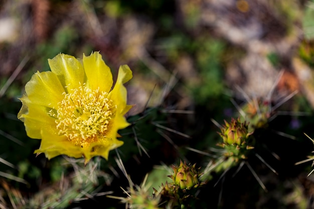 Detalle de cactus nopal en flor