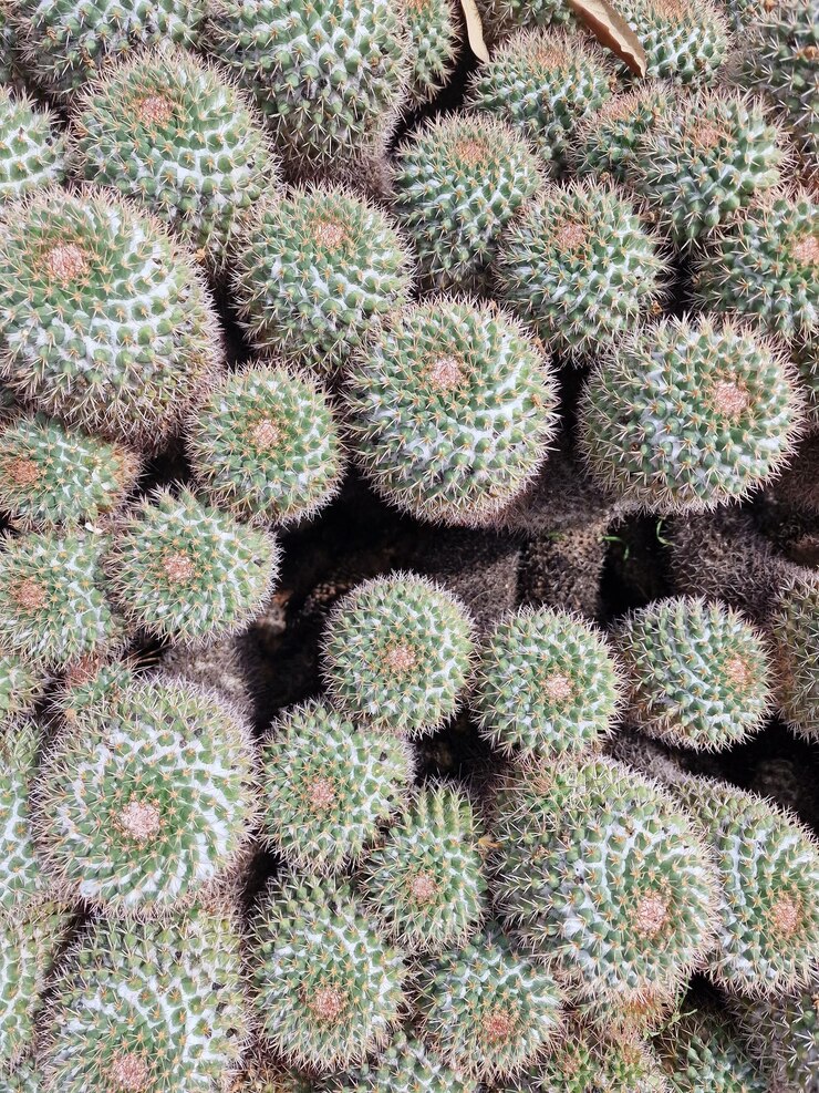 Detalle de un cactus en primer plano