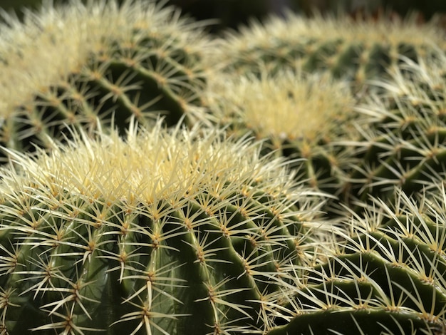 Detalle de un cactus en primer plano