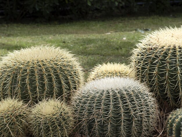 Foto detalle de un cactus en primer plano