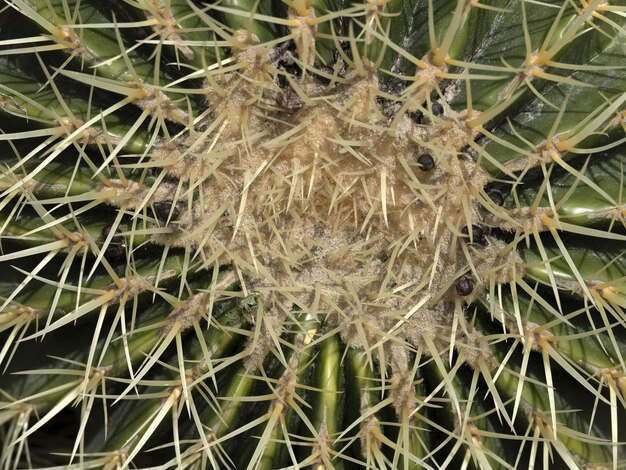 Detalle de un cactus en primer plano