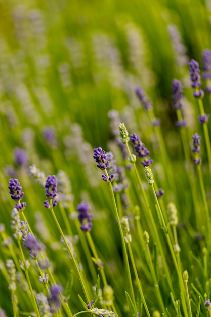 Detalle del campo de lavanda