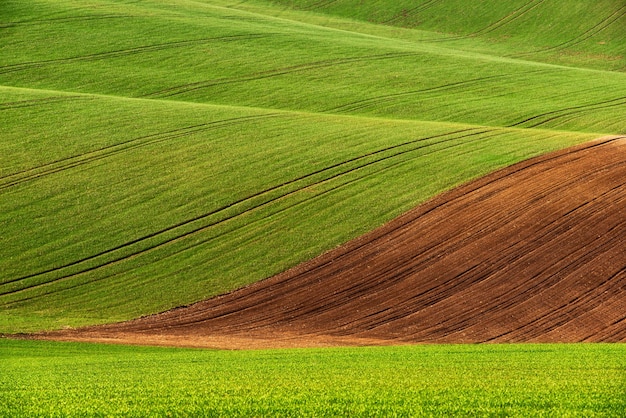 Detalle del campo de Moravia del Sur República Checa