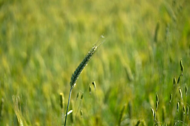 Detalle de campo de trigo verde creciente