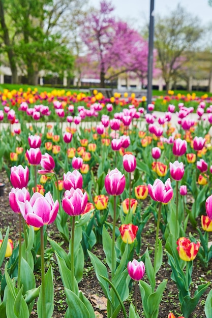 Detalle del campo de tulipanes primaverales rosados y rojos en el parque de la ciudad