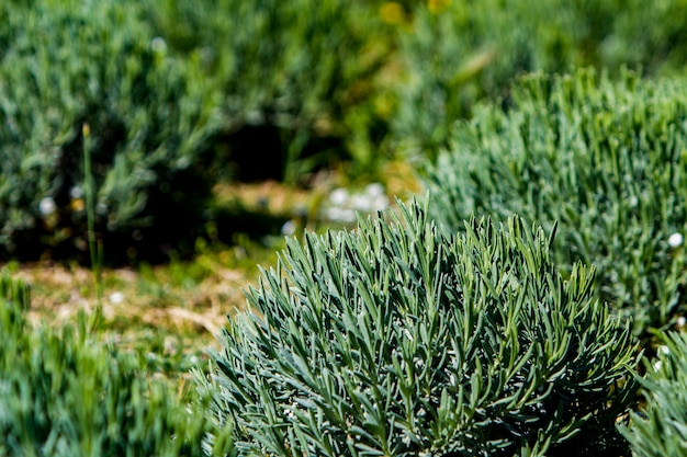 Detalle de campos de lavanda en primavera.