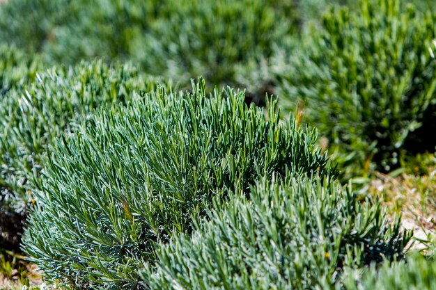 Detalle de campos de lavanda en primavera.