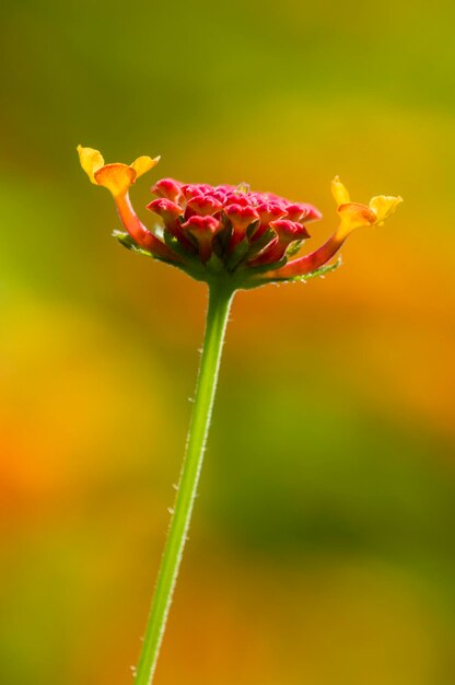 Detalle de capullos de flores de Lantana roja