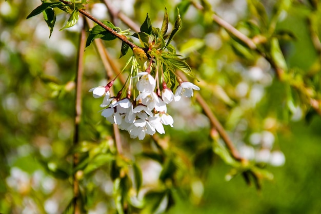 Detalle del cerezo en flor