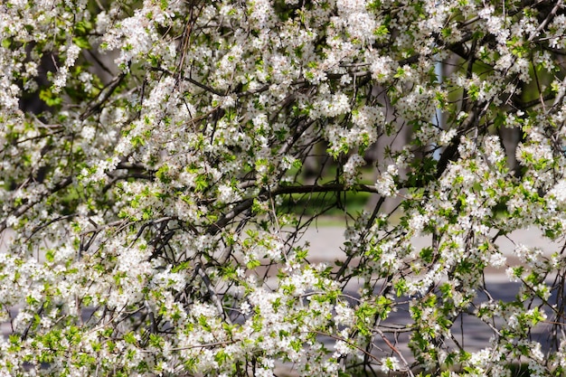 Detalle del cerezo en flor