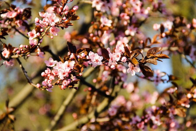 Detalle del cerezo japonés con flores rosas - Sakura