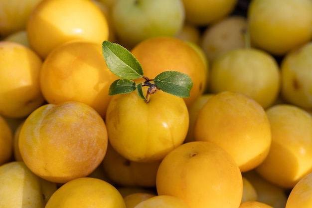 Foto detalle de ciruelas amarillas maduras una con rama y hojas