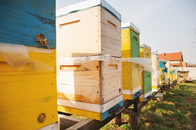 Detalle de la colmena de abejas de cerca.