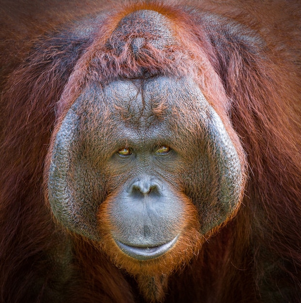 Detalle colorido en la cara de un hermoso orangután.