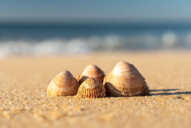 Foto detalle de conchas en la playa con mar borrosa de fondo - enfoque selectivo