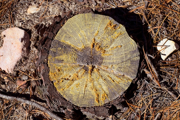 detalle de corte de sección de árbol de pino cortado