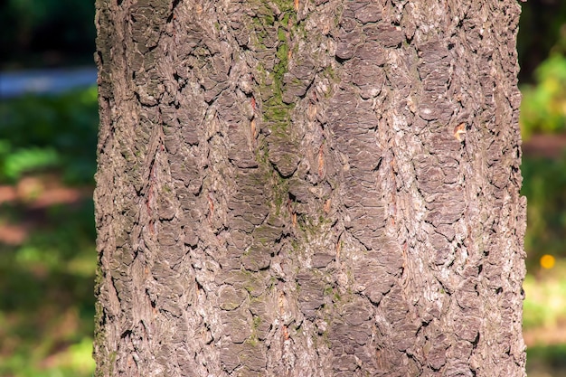 Detalle de la corteza del árbol de la lluvia dorada nombre latino Koelreuteria paniculata