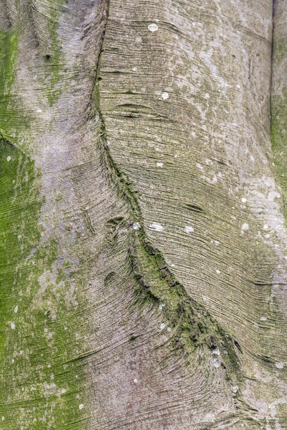 Detalle de la corteza natural