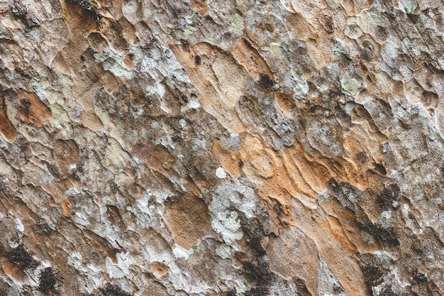 Detalle de la corteza de la textura del árbol