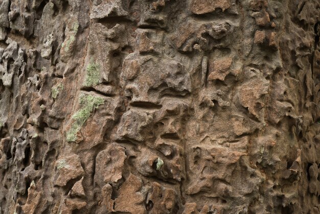 Detalle de corteza para textura y fondo