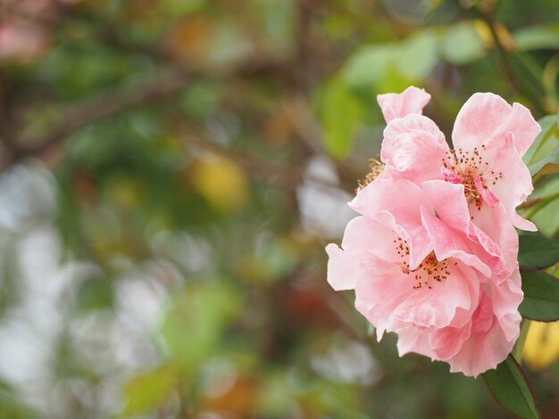 Detalle del dulce del rosa del pétalo color de rosa para la imagen de fondo.