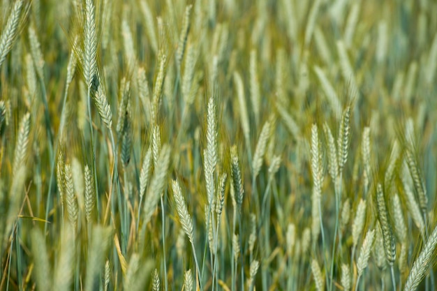 Detalle de espiga de campo de trigo