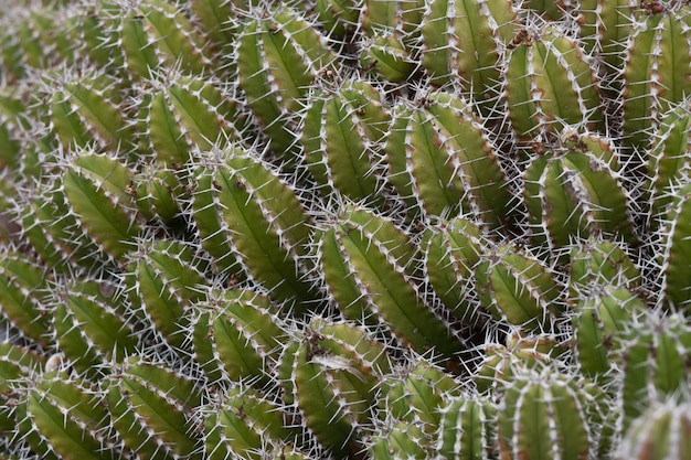 detalle de espigas de cactus verdes en los campos de Fuerteventura