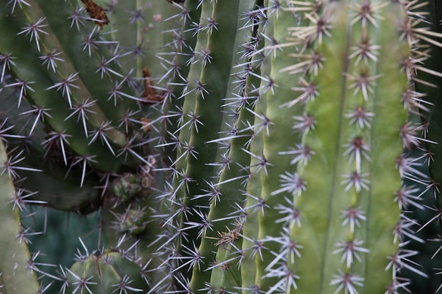 Foto detalle de espigas de cactus verdes