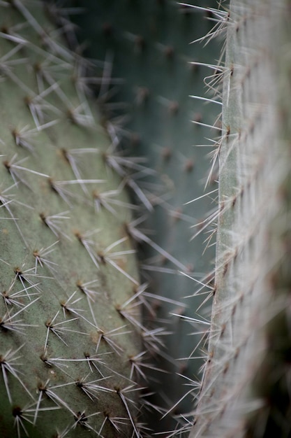 Foto detalle de las espinas de un cactus