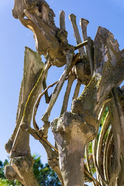 Detalle del esqueleto de la jirafa en el parque safari Badoca