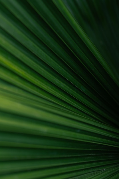 Un detalle estético de textura de hoja de palma verde.