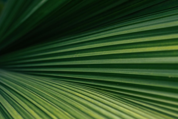 Un detalle estético de textura de hoja de palma verde.