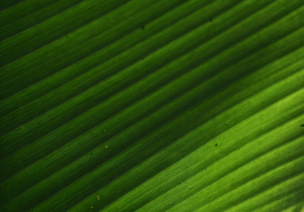 Un detalle estético de textura de hoja de palma verde.