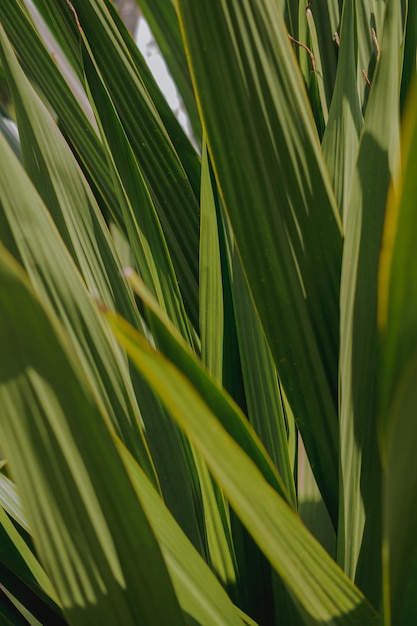 Un detalle estético de textura de hoja de palma verde.