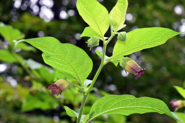 Detalle de la flor de belladona Atropa belladonna una especie tóxica y medicinal