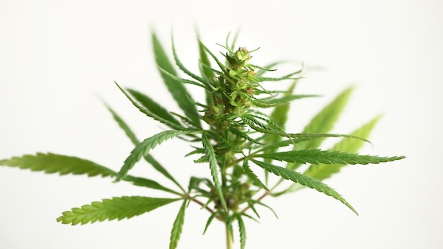 Detalle de la flor de cannabis, marihuana medicinal