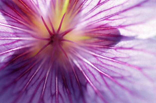 Detalle de la flor de los cranesbill Específico de geranio